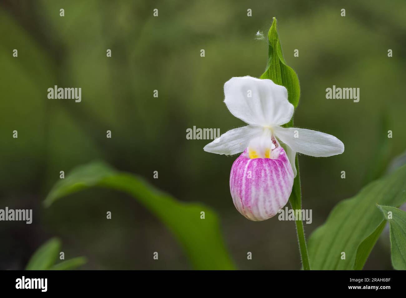 Der große, prachtvolle, rosafarbene Frauenschuh blüht im Woodridge Bog, Manitoba, Kanada. Stockfoto