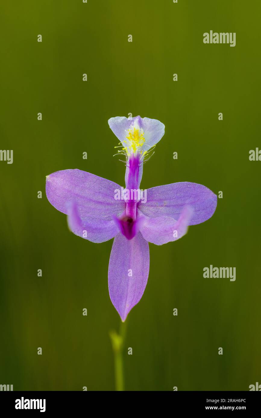 Die Tuberous Grass Pink Orchidee im Stead Road Moor, Manitoba, Kanada. Stockfoto