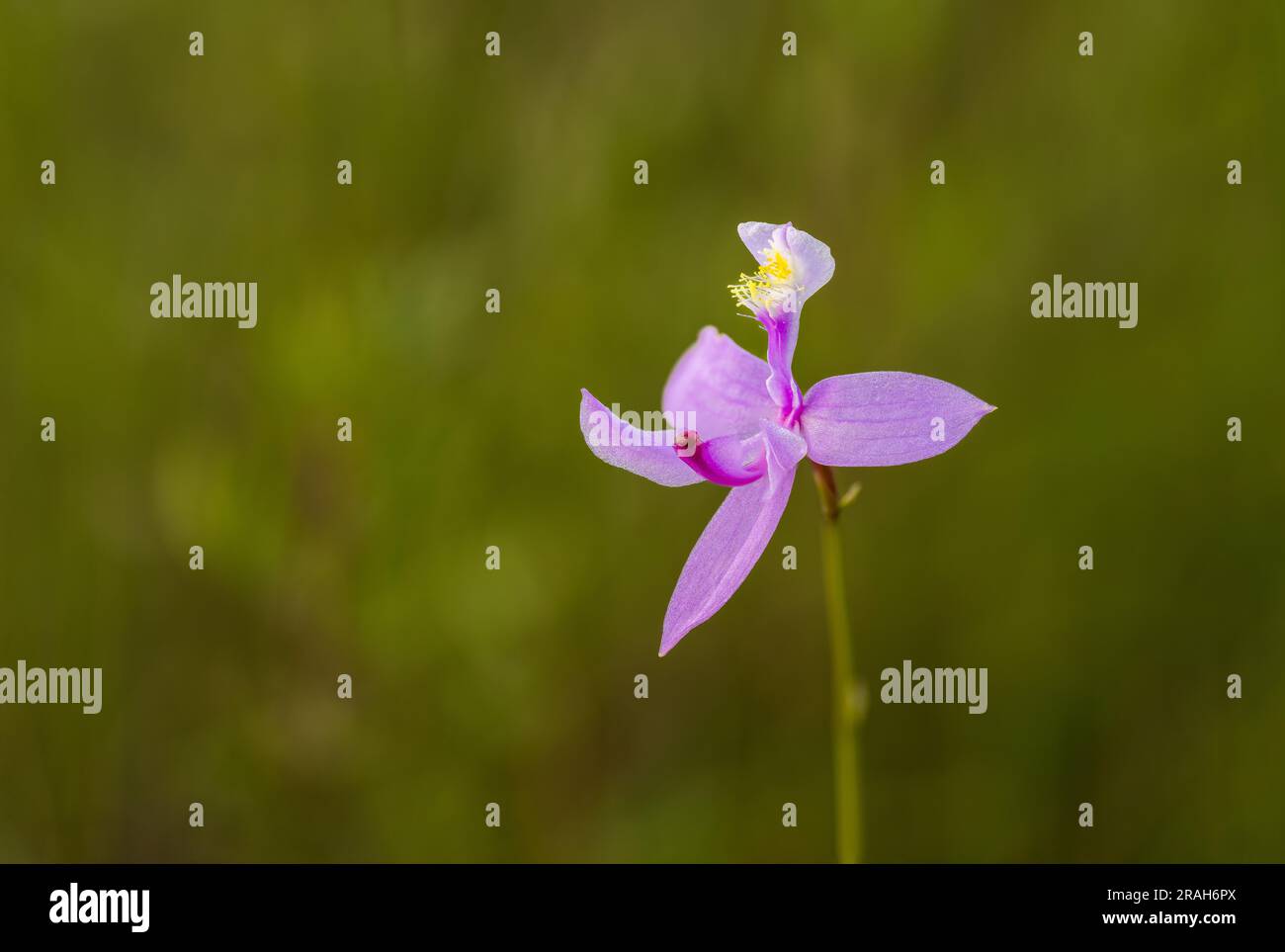 Die Tuberous Grass Pink Orchidee im Stead Road Moor, Manitoba, Kanada. Stockfoto