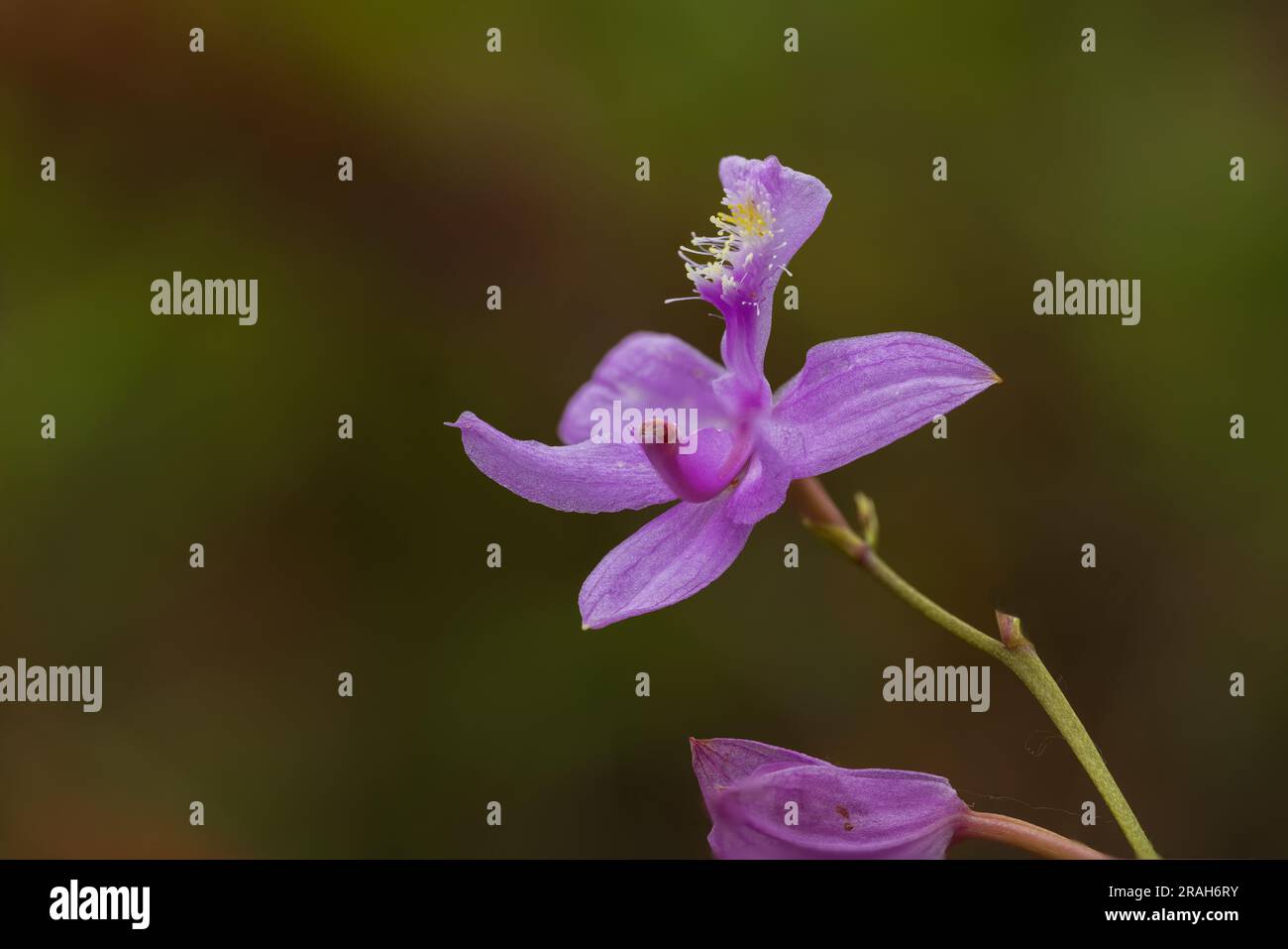 Die Tuberous Grass Pink Orchidee im Stead Road Moor, Manitoba, Kanada. Stockfoto