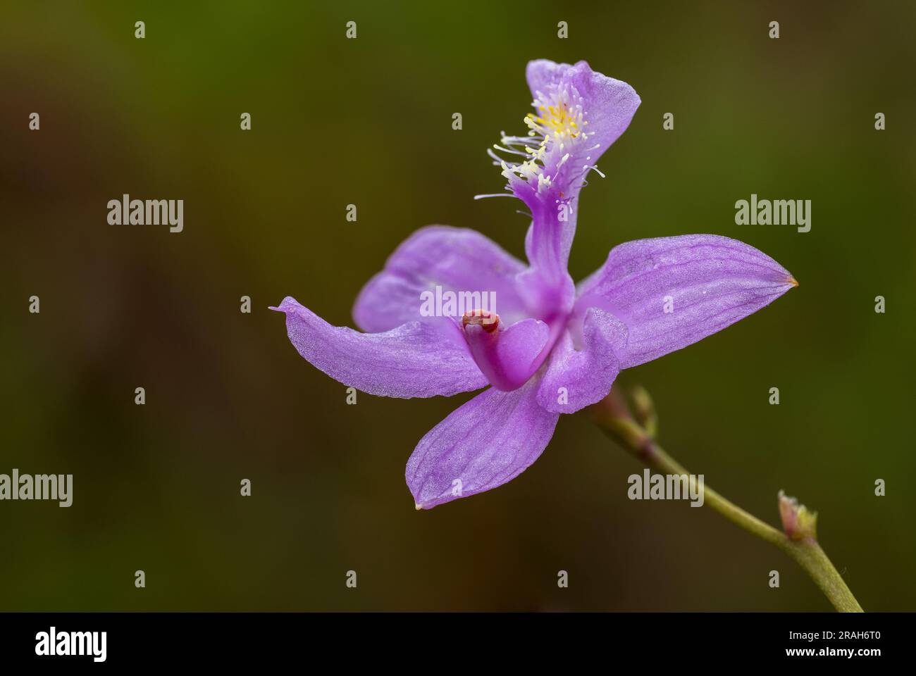 Die Tuberous Grass Pink Orchidee im Stead Road Moor, Manitoba, Kanada. Stockfoto