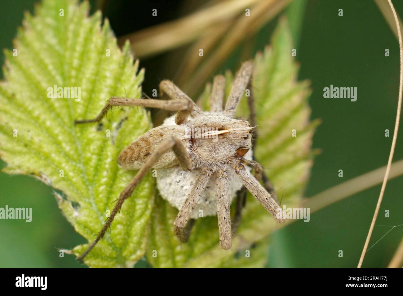 Natürliche Nahaufnahme einer Nursery Web Spinne, Pisaura mirabelis, die ihren Eiersack beschützt Stockfoto