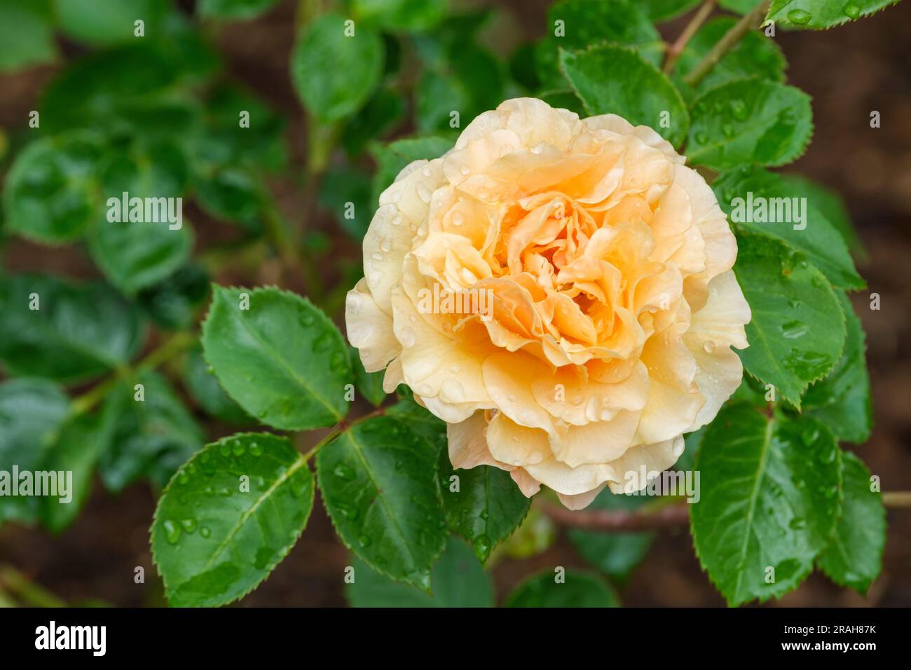 Rose, Rosa Welwyn Garden Glory, rosa Harzumber, rosa welsh Gold, rosa Garden Glory, Hybrid Tea Rose, Aprikosenfarbene Blüte Stockfoto