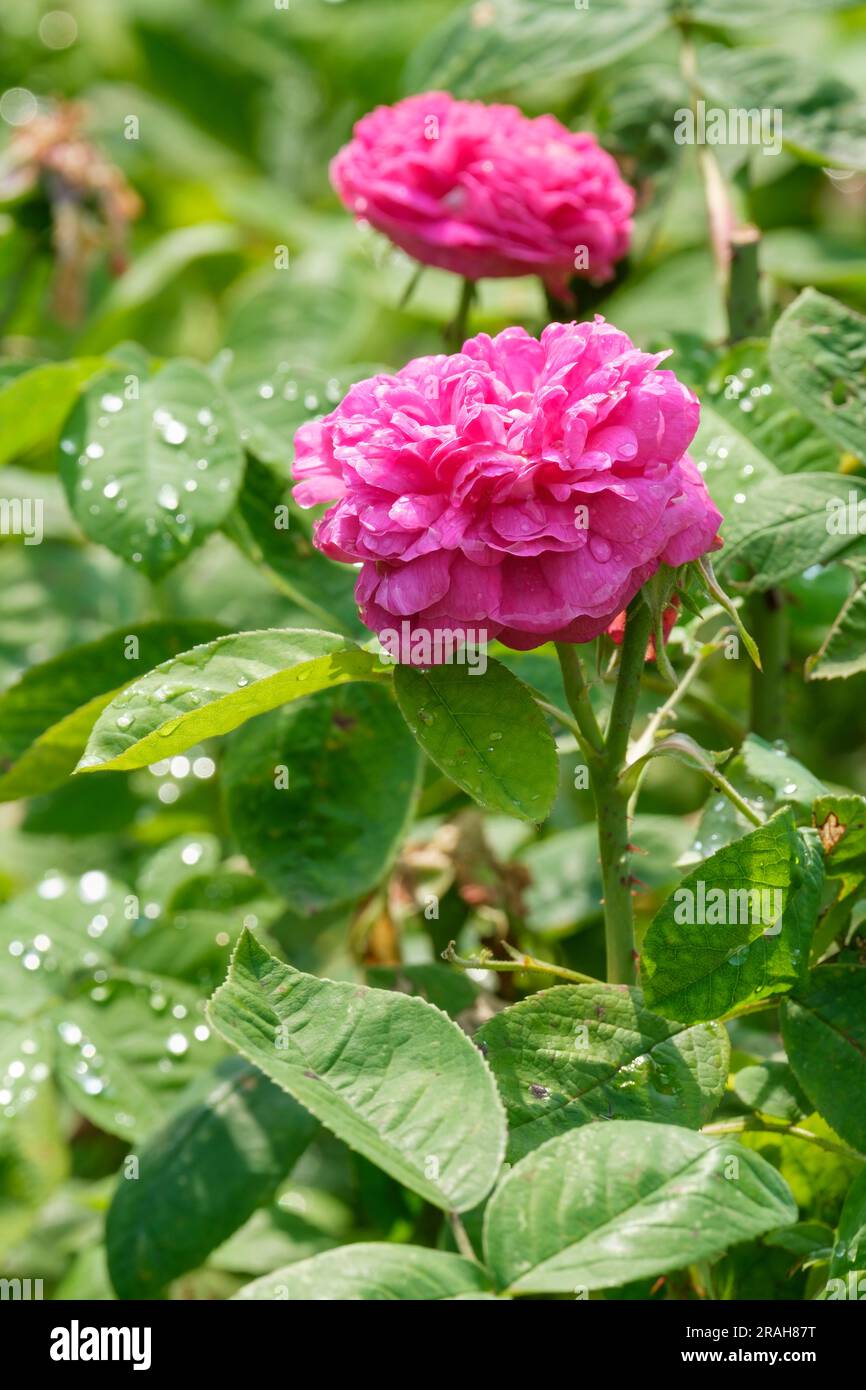 Rosa de Rescht, Shrub Rose, Portland Double, pomponiert, duftende fuchsienrote Blüten, Die Alte Rose Stockfoto