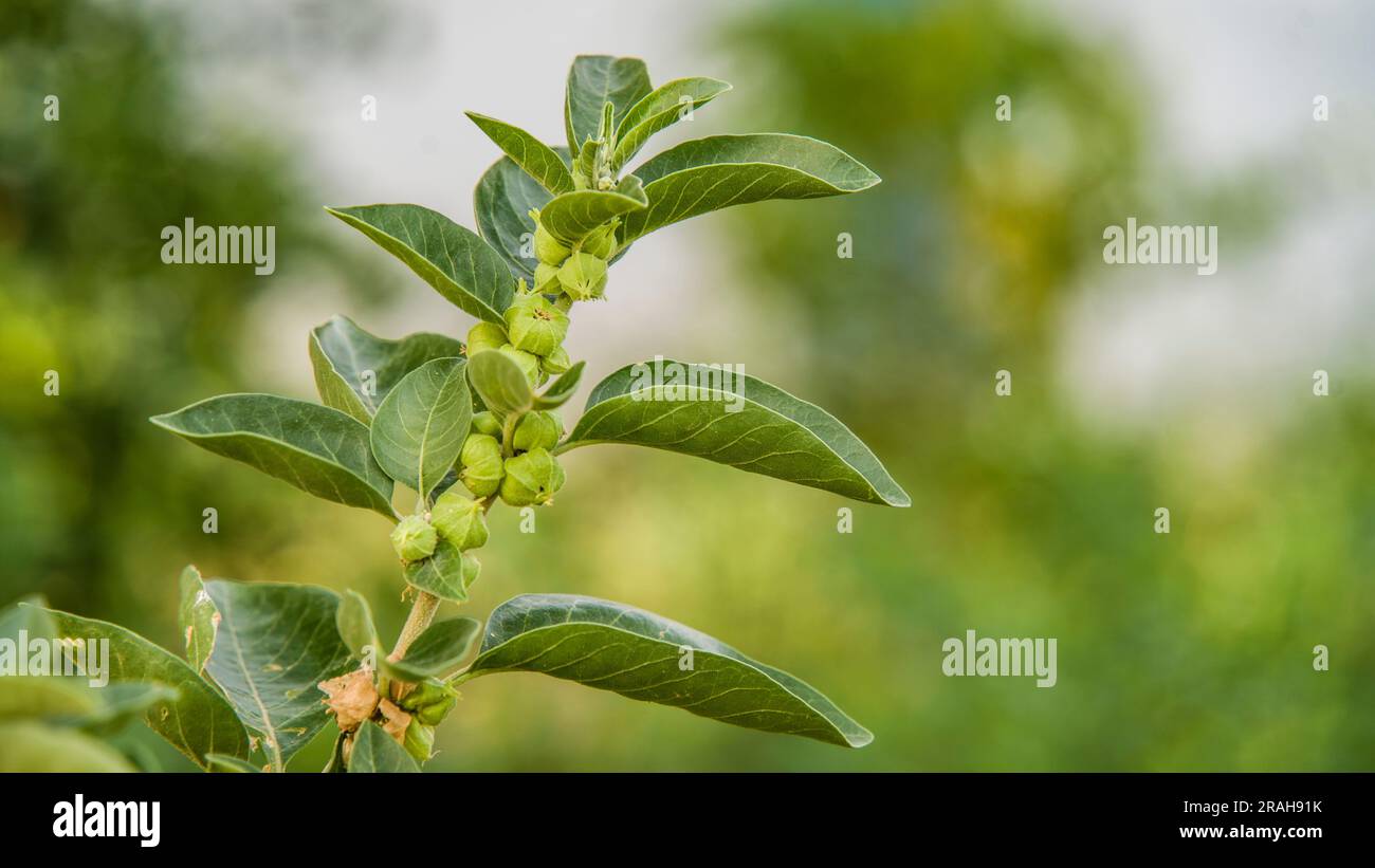 Immunitätsverstärker-Pflanze, Withania somnifera, allgemein bekannt als ashwagandha seine Wurzeln und orange-rote Frucht wurden seit Hunderten von Jahren für medi verwendet Stockfoto