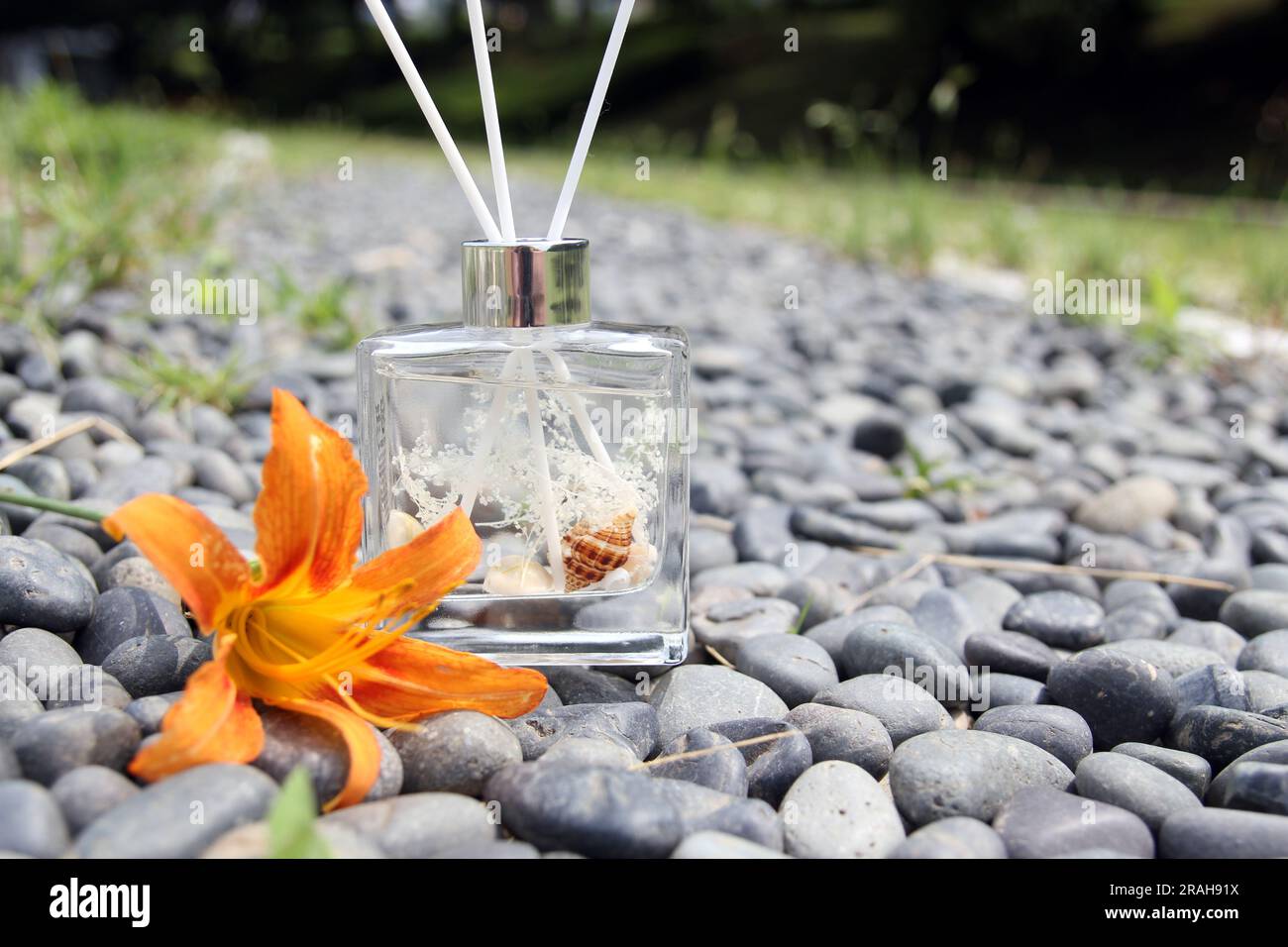 Klarglasdiffusor mit Meeresschalen und Baumwollduft Stockfoto