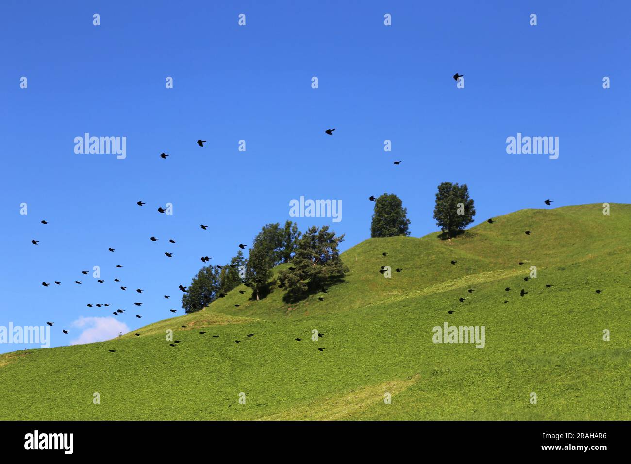 Die Vogelherde, die über der Prärie fliegt Stockfoto