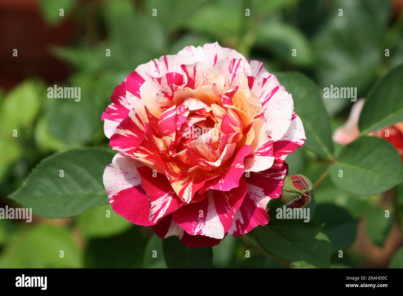 Rosa "Double Delight" eine gemischte Rosensorte in einem Park : (Pix Sanjiv Shukla) Stockfoto