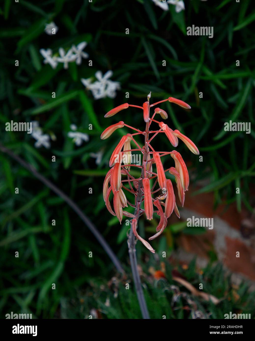 Aristaloe aristata -Fotos und -Bildmaterial in hoher Auflsung  Alamy