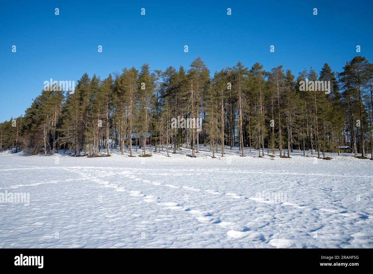 Bäume am Seeufer des Viiksimonjarvi in Finnland Stockfoto