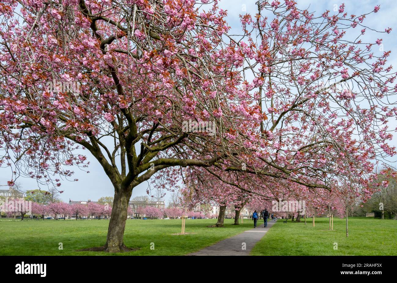 Kirschblüte auf der Straße bei Harrogate Stockfoto