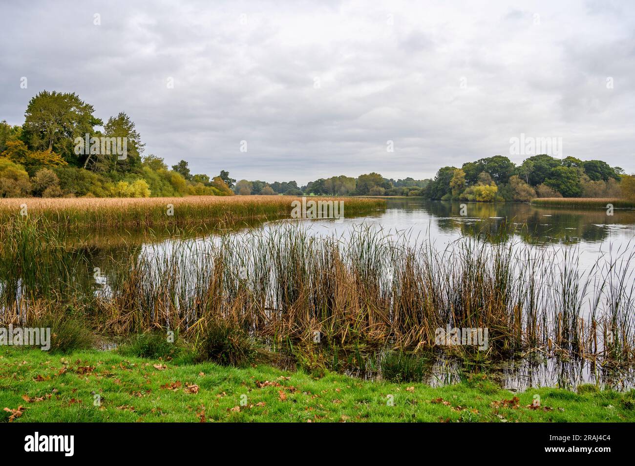 Knepp Mill Pond ist ein Hammerteich auf dem Knepp Estate und Teil des großen Neuverwilderungsprojekts West Sussex, England. Stockfoto