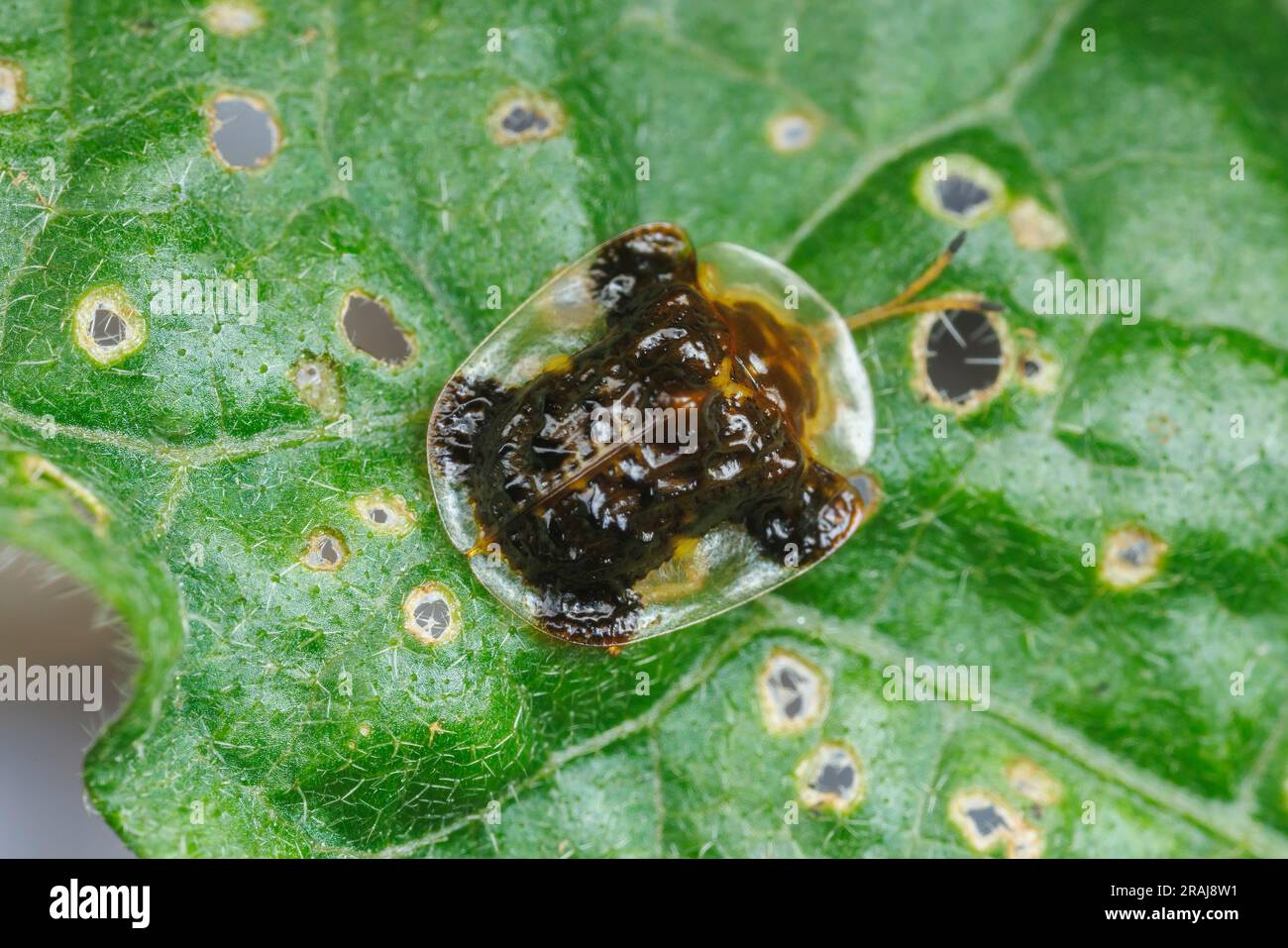 Clavate Schildkrötenkäfer (Helocassis clavata) auf einem Blatt von Carolina Horsenettle (Solanum carolinense). Stockfoto