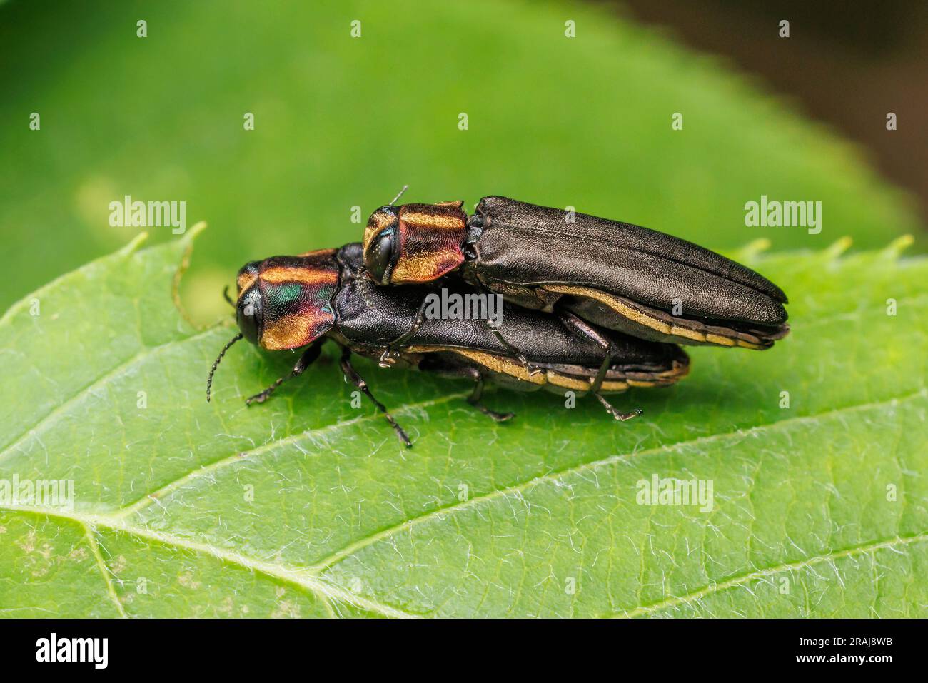 Weissdornwurzel Borer (Agrilus vittaticollis) - Paarungspaar Stockfoto
