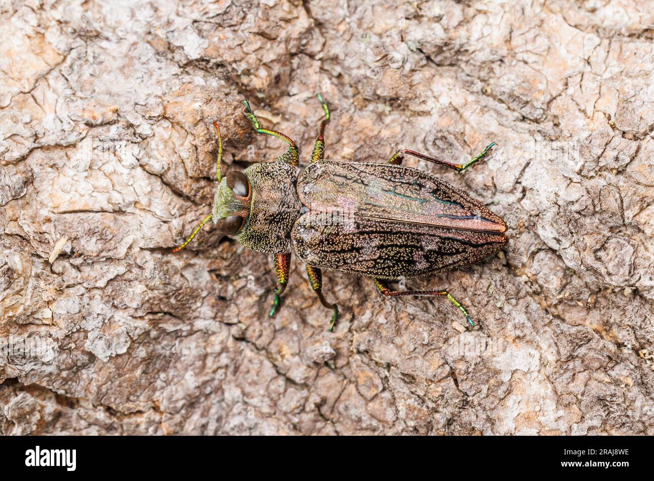 Metallic Wood-Boring Beetle (Chrysobothris sp.) Stockfoto