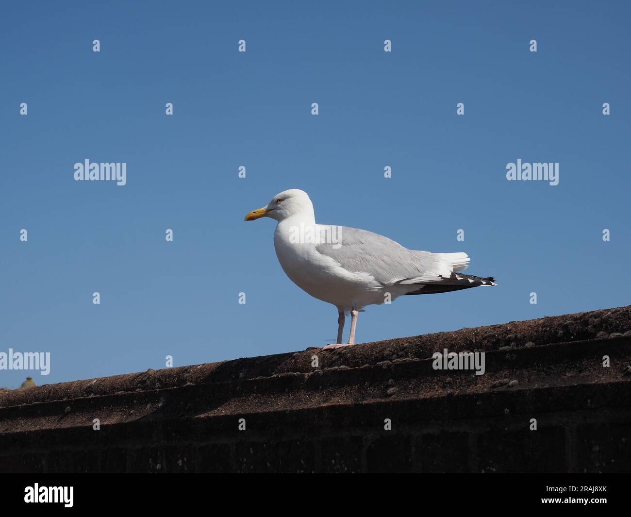 Möwe oder Möwe von Vögeln der Tierklasse Stockfoto