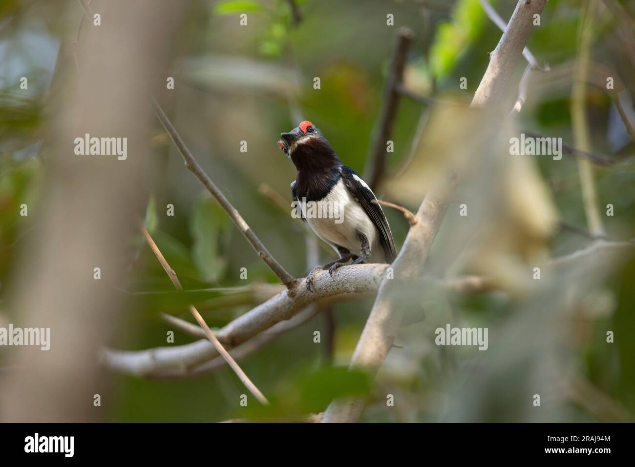 Platysteira cyanea mit braunem Kehlkopf, männlicher Erwachsener, hoch oben im Baum, Nambikala, Brikama, Gambia, März Stockfoto