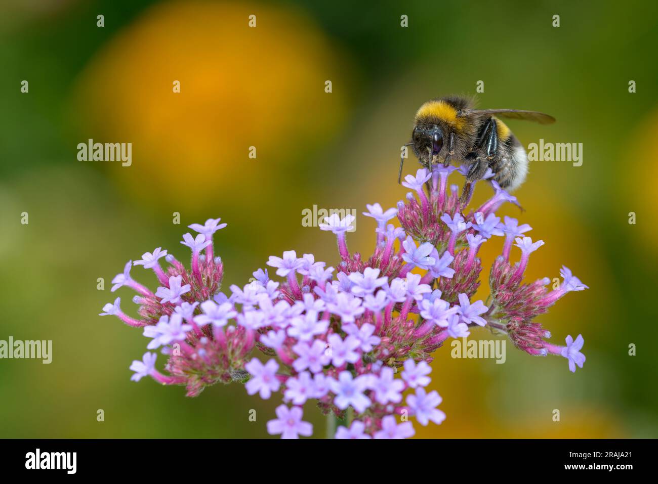 Große erdige Hummel - Bombus terrestris - ruht auf einer Blüte des Purpletop Eisenkraut - Verbena bonariensis Stockfoto