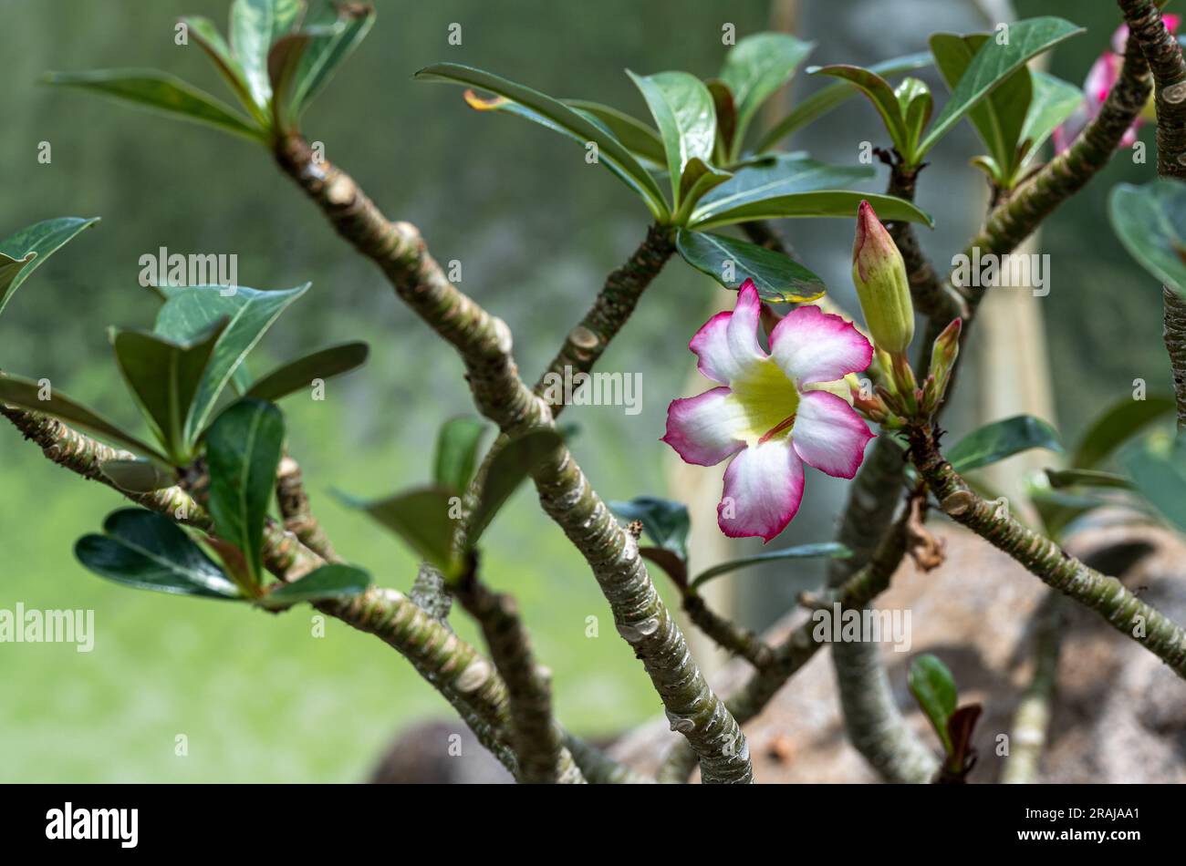 Schöne rosa Adenium obesum Blume im Garten, (Wüstenrose, Impala Lily, Mock Azalea) Stockfoto