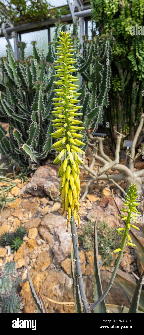 Gattung aloe -Fotos und -Bildmaterial in hoher Auflsung  Alamy