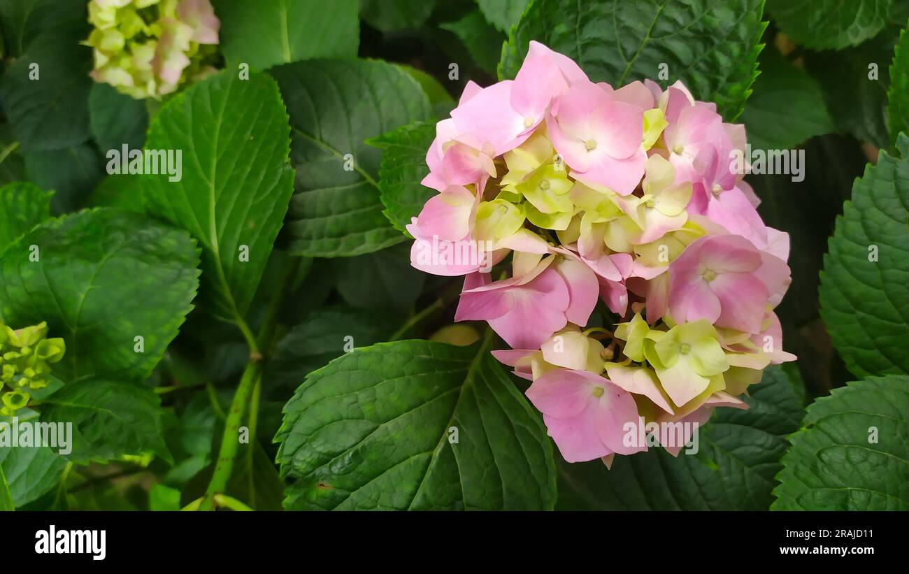Nahaufnahme rosa Hortensien Blüten. Stockfoto