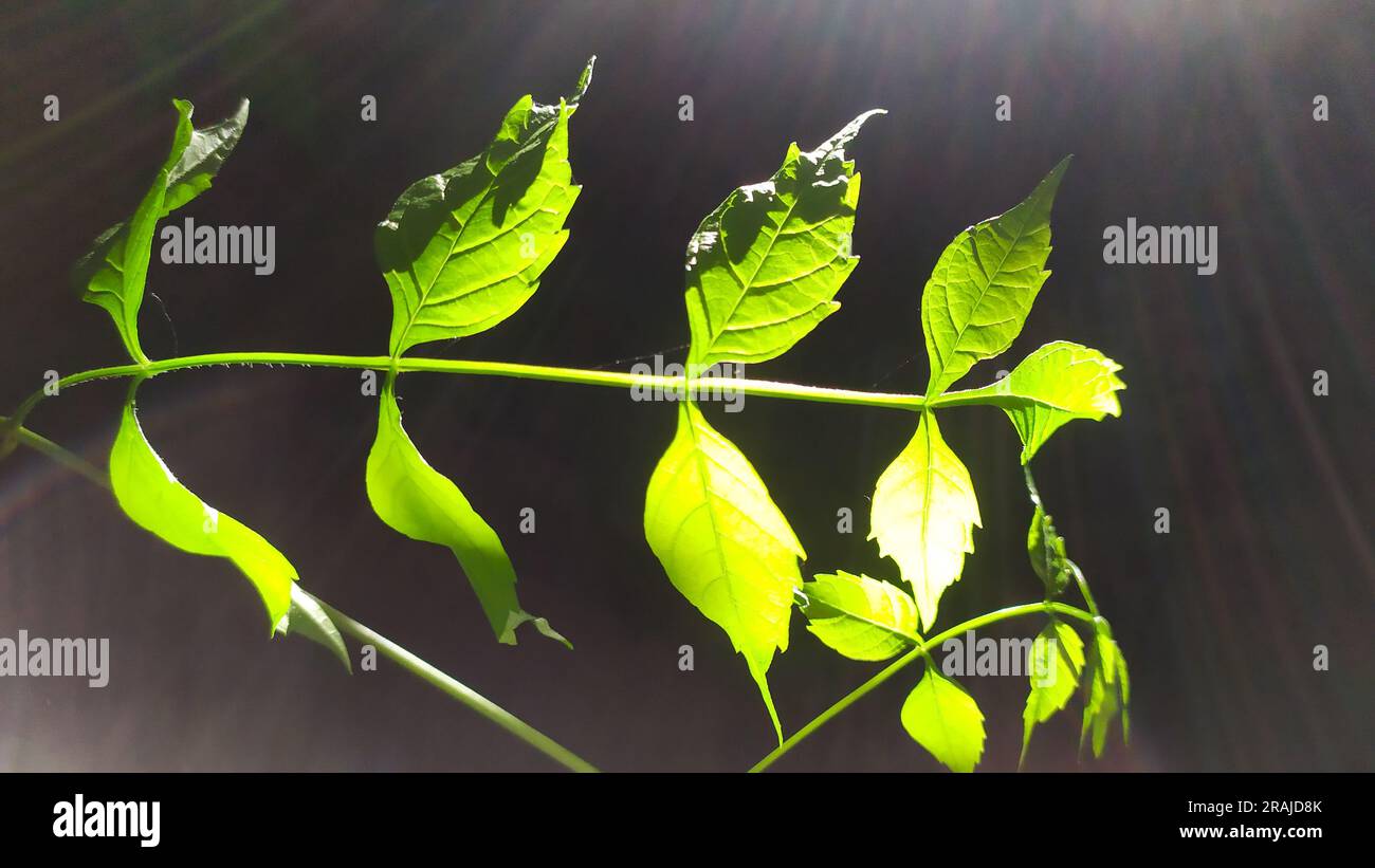 Ein Zweig aus grünem Efeu, der im Licht scheint. Stockfoto