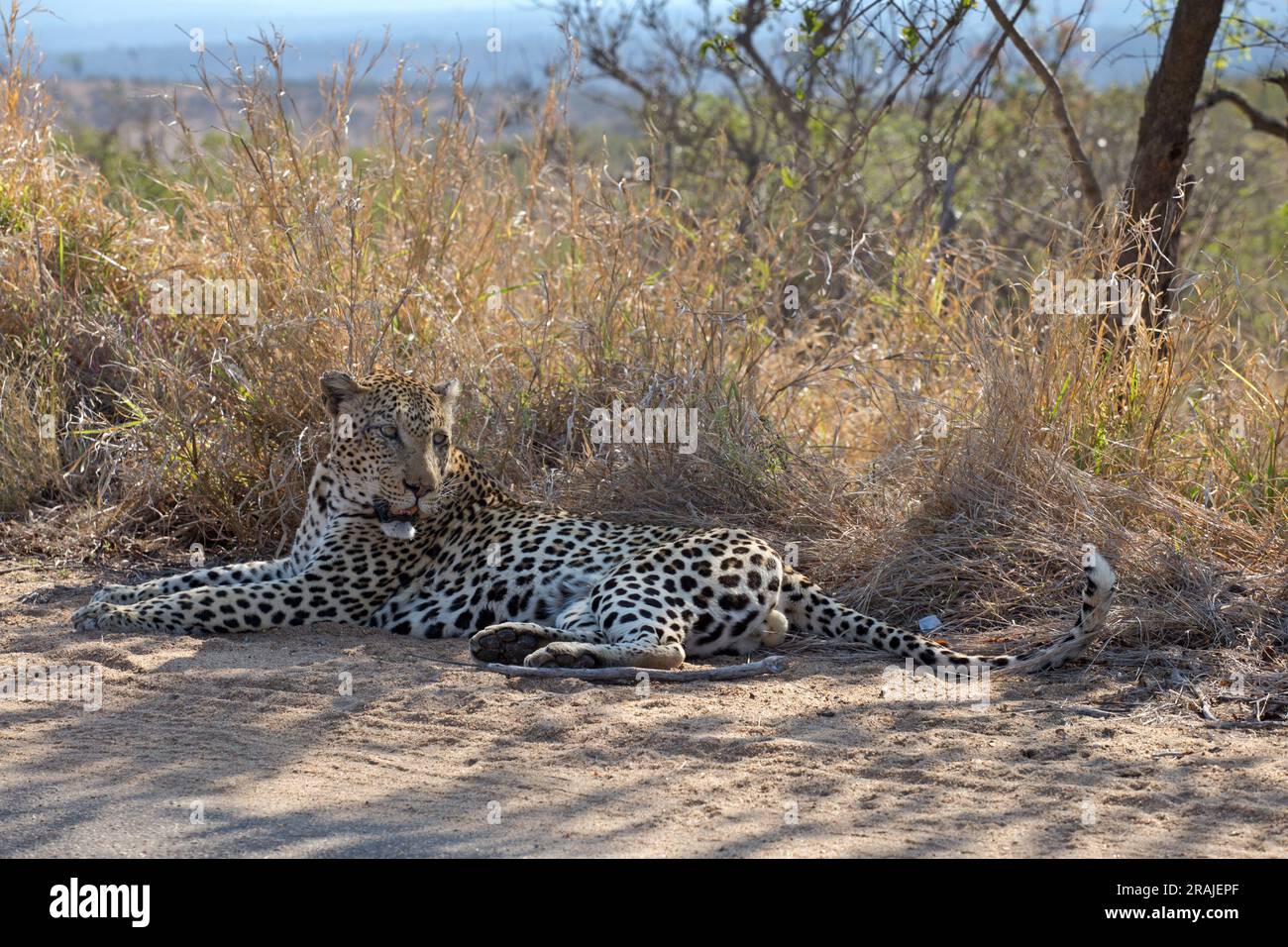 Leopard Stockfoto