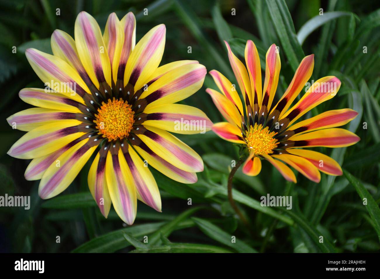 Blühendes Gazania, das im Garten wächst Stockfoto