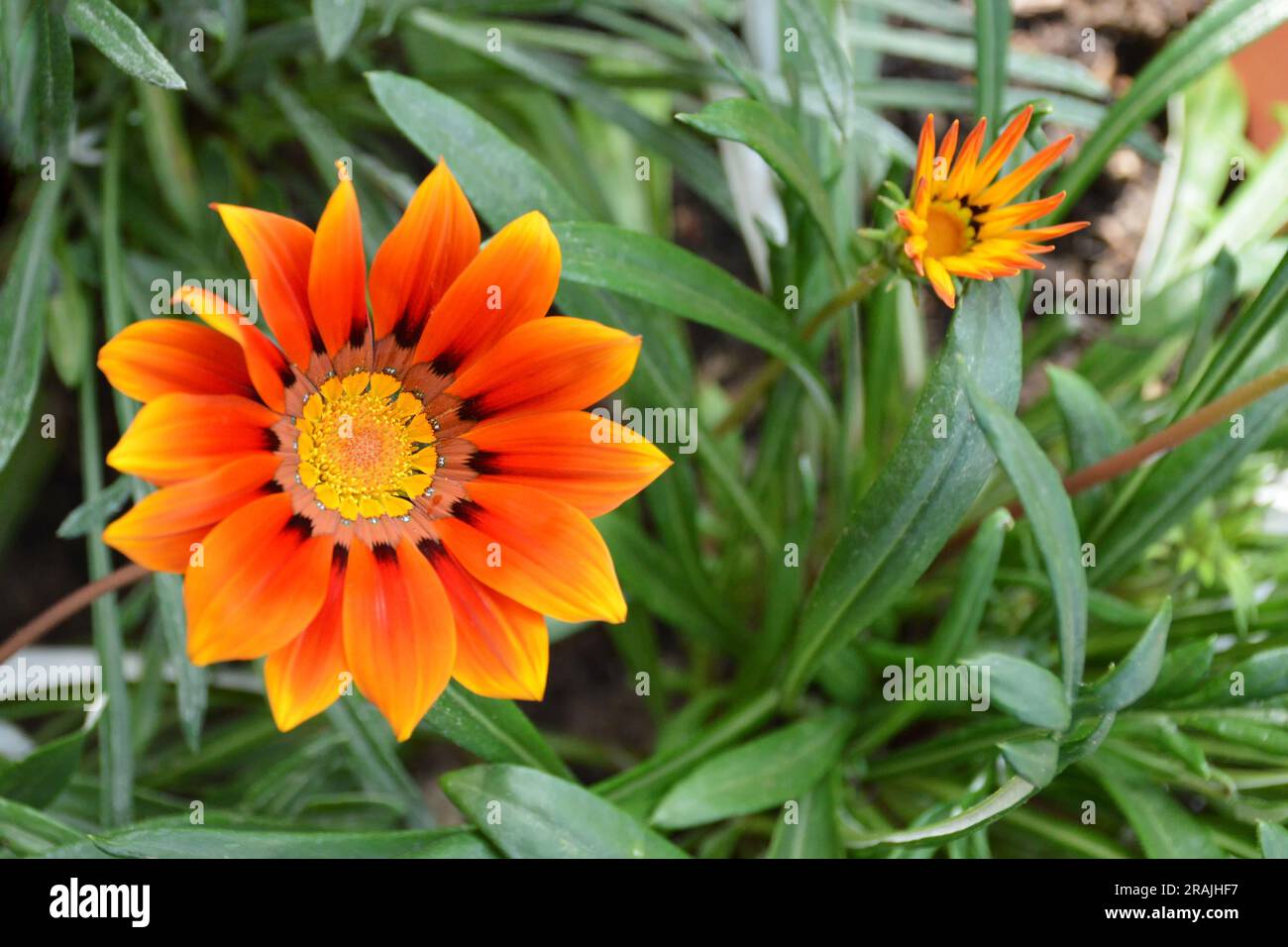 Draufsicht auf die orangefarbene Gazania-Blume Stockfoto