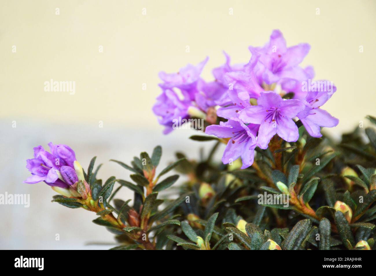 Nahaufnahme der Blumenpflanze des chinesischen Zwergs Rhododendron Stockfoto