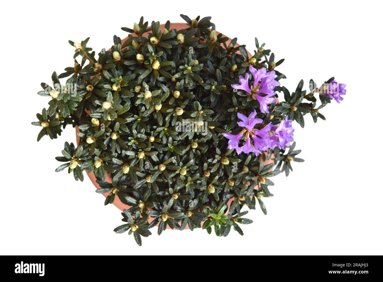Chinesischer Zwergrhododendron im Topf, isoliert auf weißem Hintergrund, Draufsicht Stockfoto