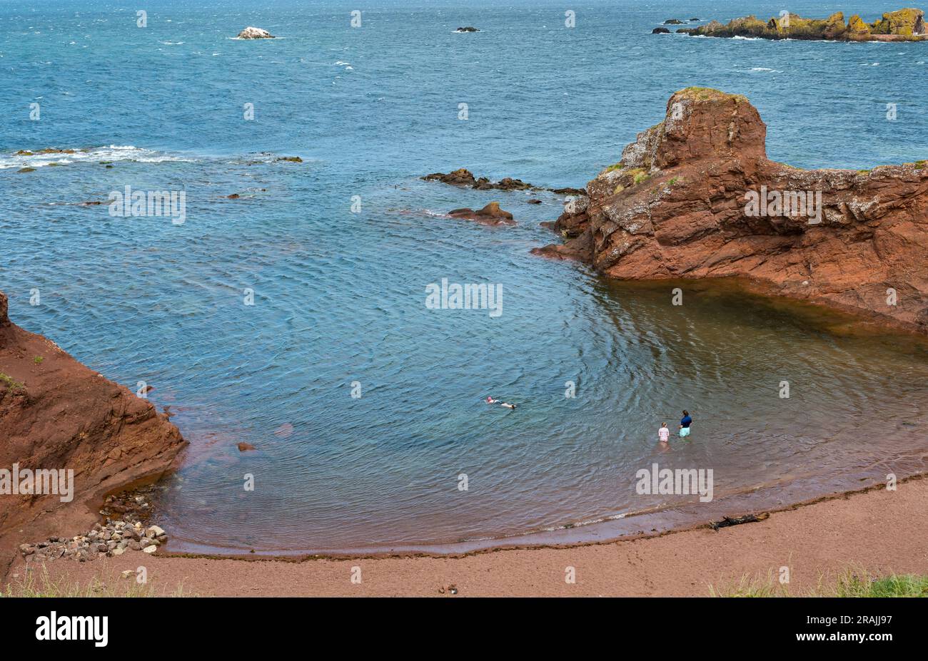 Leute schwimmen im Meer in Beach Cove an sonnigen Tagen, Dunbar, East Lothian, Schottland, Großbritannien Stockfoto