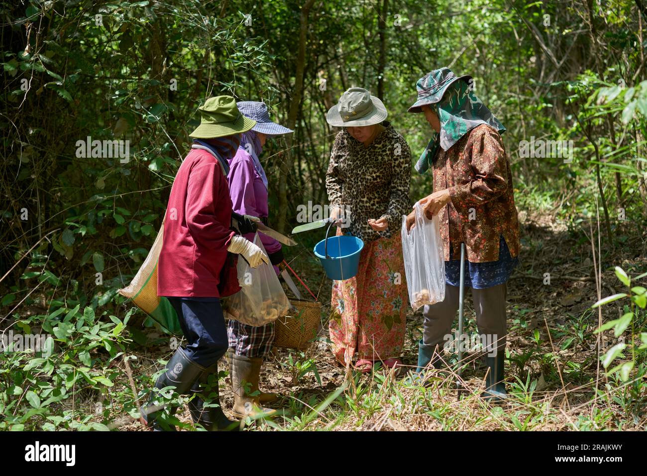 Thailänder pflücken wilde Pilze in einem Wald, im Norden Thailands. Stockfoto