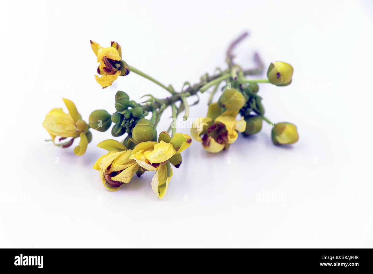 Gelbe kleine Blume auf weißem Hintergrund, lebendiges Gelb kleine Blüten auf klarem weißem Leinwand Stockfoto