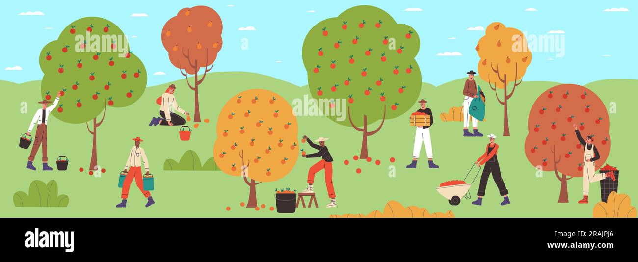 Sammelernteprozess. Cartoon-Bauern pflücken Früchte von Gartenbäumen. Männer und Frauen sammeln Apfelernte in Obstgärten. Landarbeiter Stock Vektor