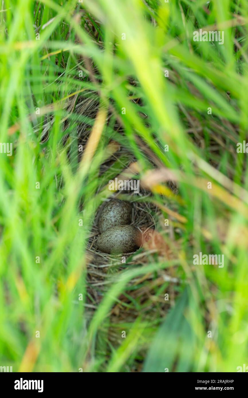 Eurasische Himmelslarke Alauda arvensis, zwei Eier in Wiesennest, Tiree, Schottland, Vereinigtes Königreich, Mai Stockfoto