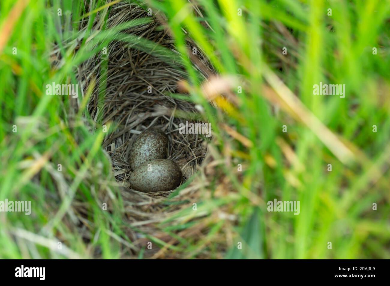 Eurasische Himmelslarke Alauda arvensis, zwei Eier in Wiesennest, Tiree, Schottland, Vereinigtes Königreich, Mai Stockfoto