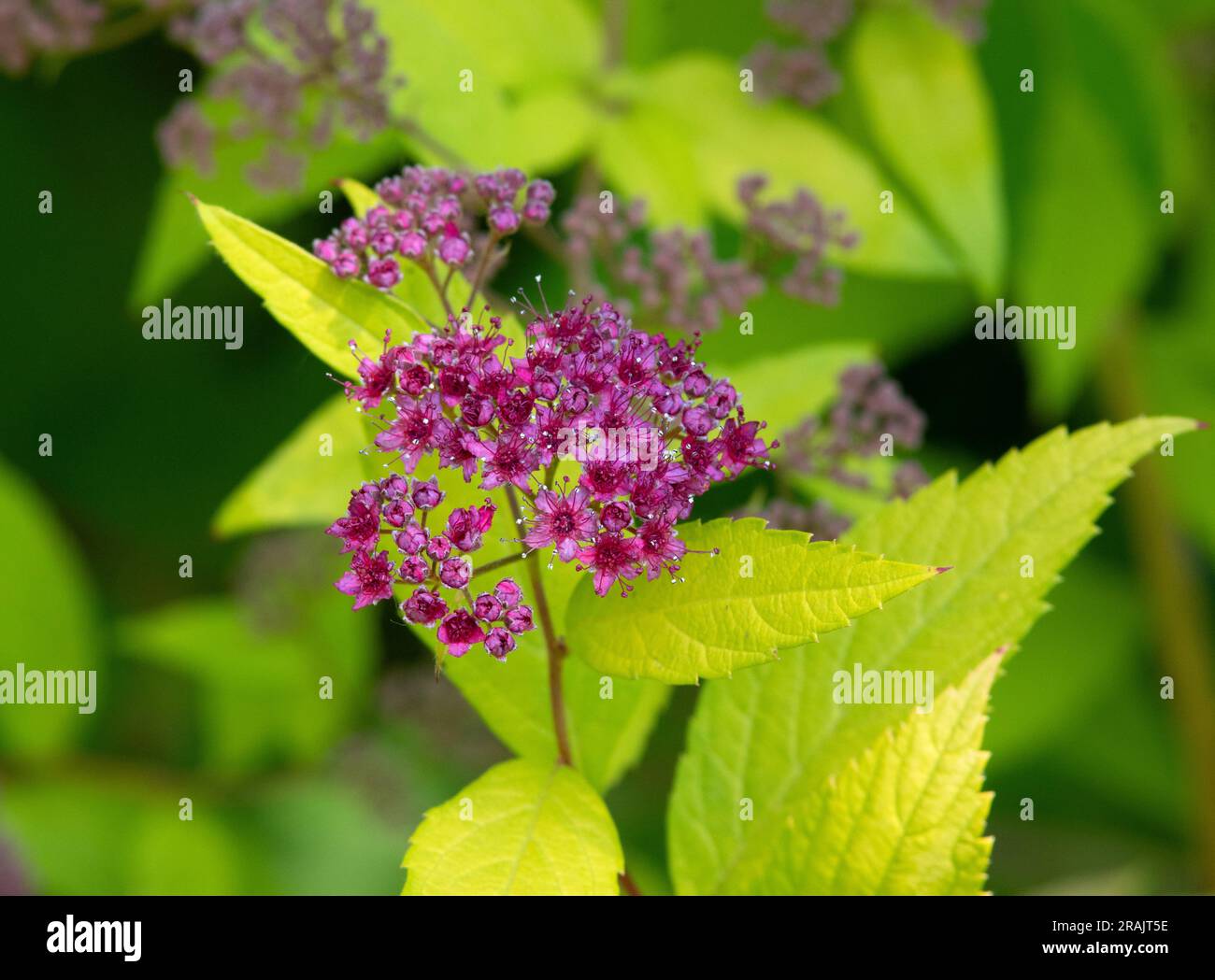 Spiraea x bumalda „Goldflame“ Stockfoto