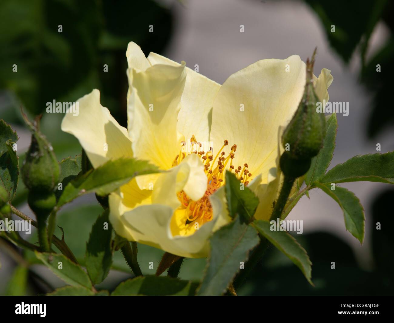 Rosa-goldene Flügel Stockfoto