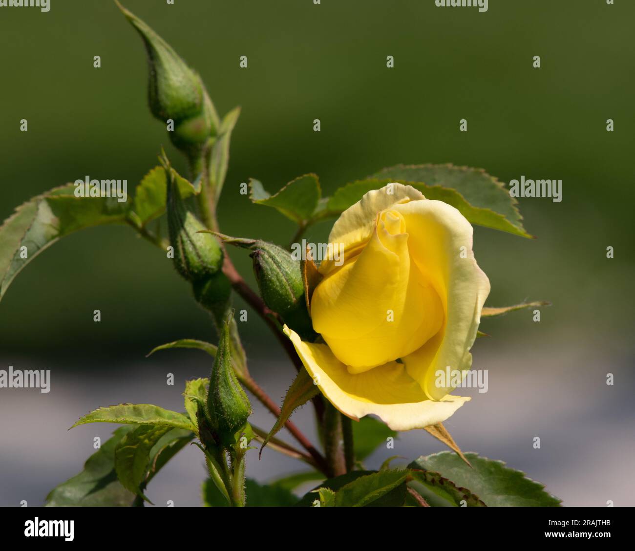 Rosa-goldene Flügel Stockfoto