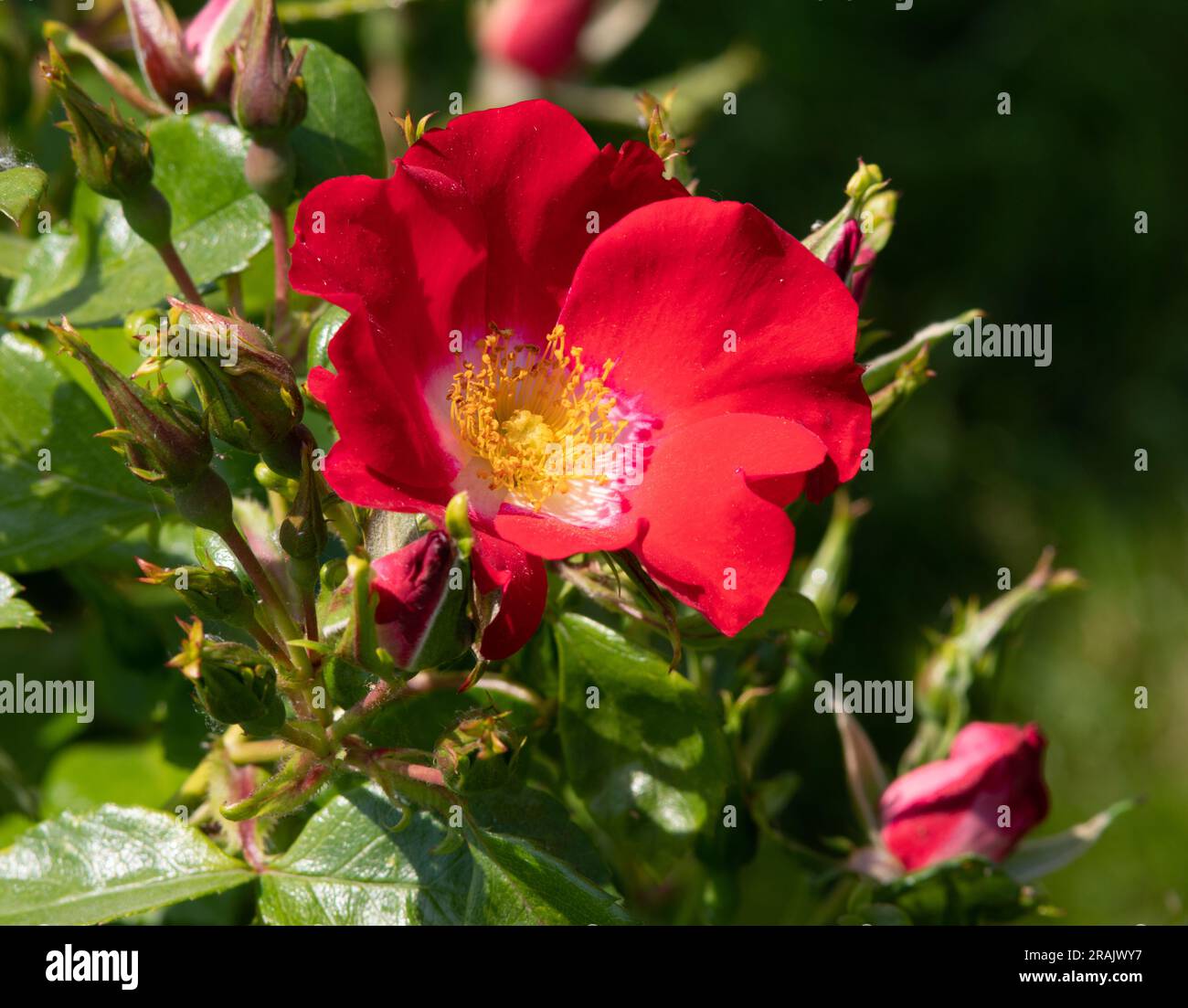 Rosa Red Dot Stockfoto