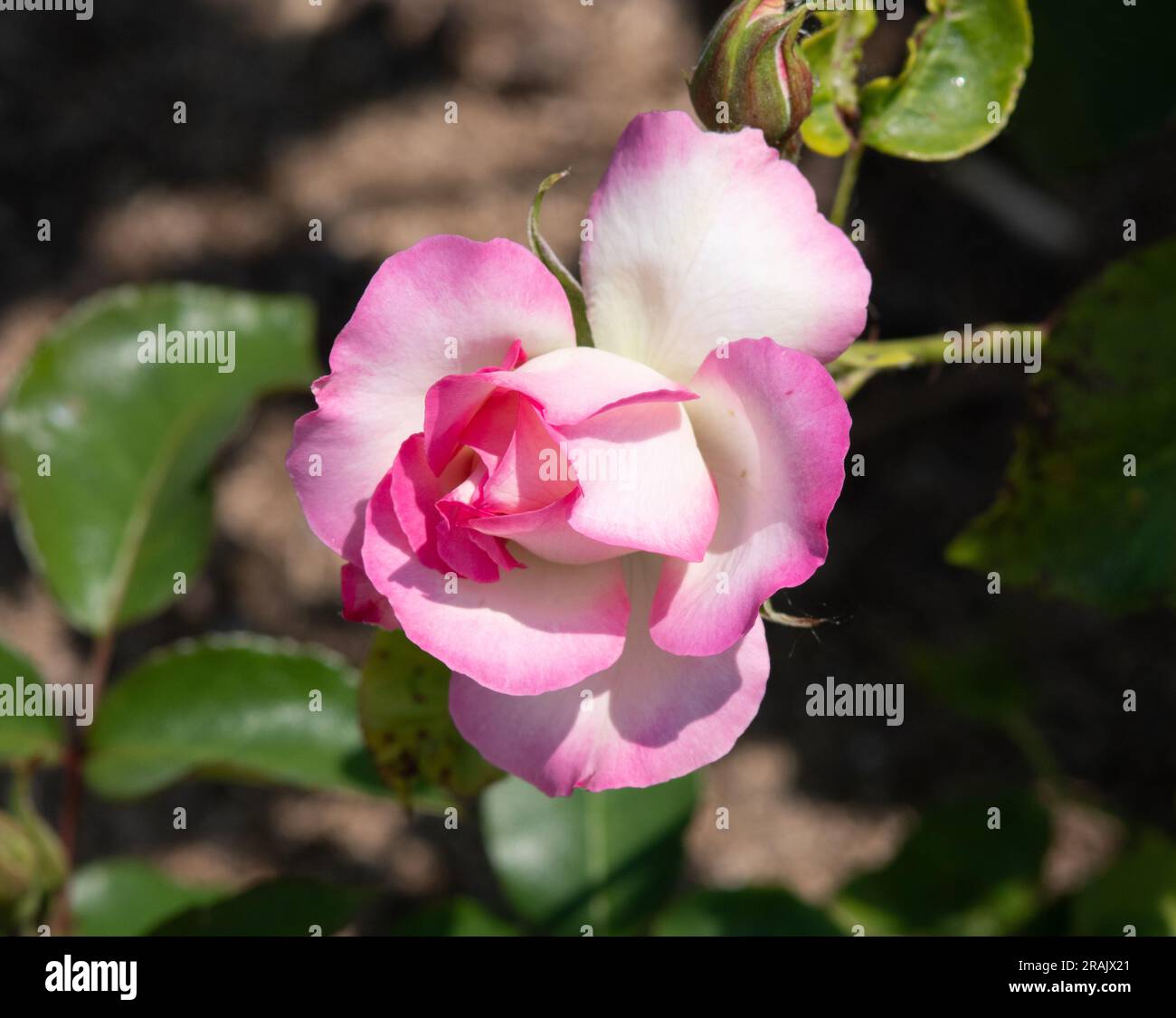 Rosa „Bordure Rose“ Stockfoto