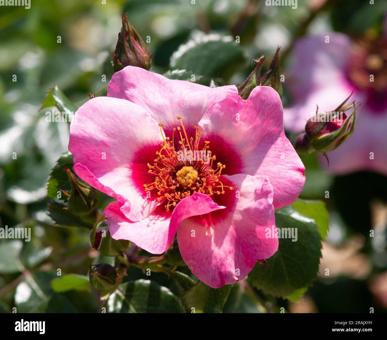 Rosa Frieden und Liebe Stockfoto