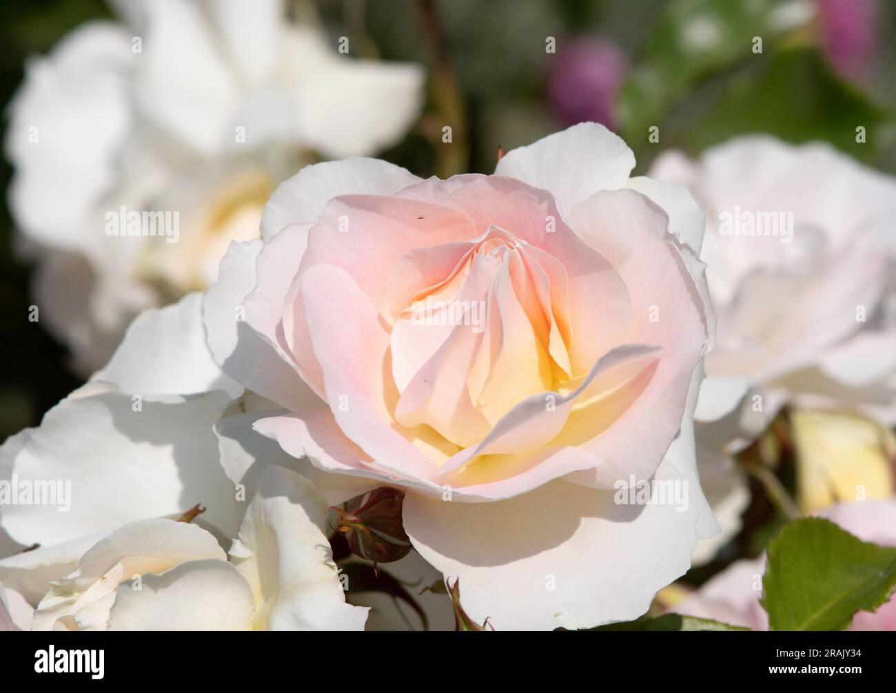 Rosa de la Paix Stockfoto