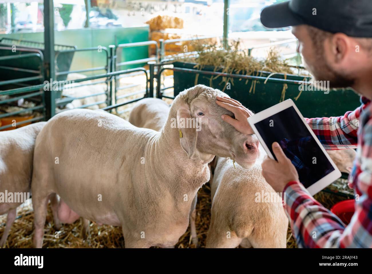 Männlicher Züchter von Schafen, der Schafe in der Koppel visuell untersucht, ein digitales Tablet hält und mit der Hand den Kopf des Schafs streichelt. Stockfoto