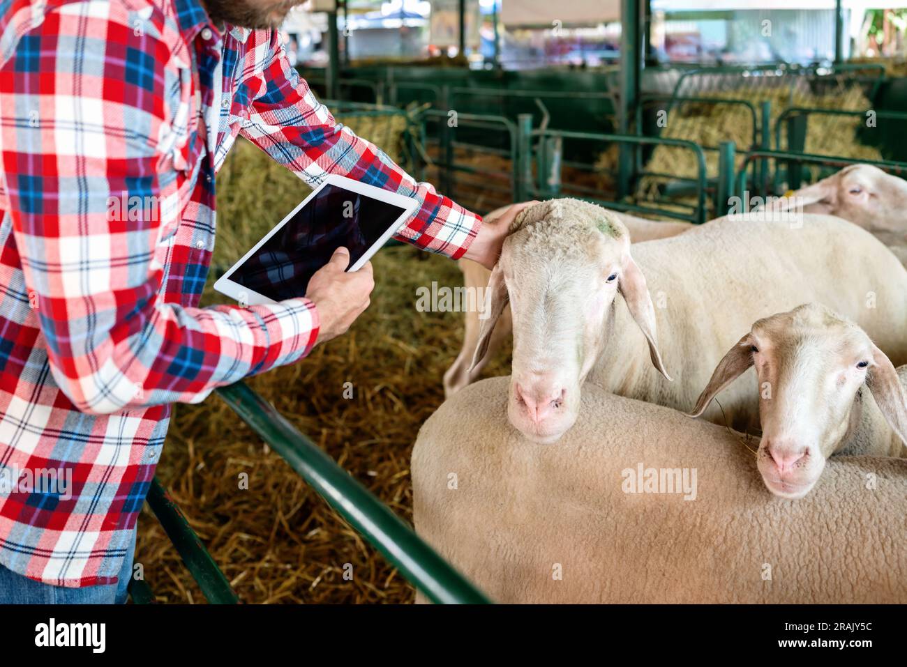 Der Bauer hat Schafe in der Koppel einer Tierzucht gepatcht, der Mensch inspiziert Tiere in einer Tierzucht mit einem digitalen Tablet. Stockfoto