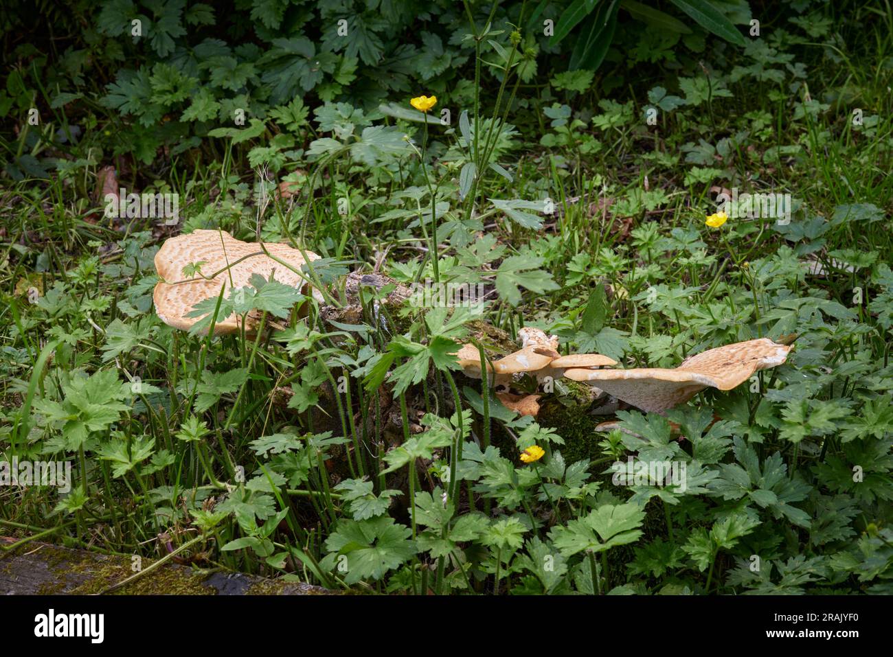 Nicht identifizierter Bracket-Pilz auf altem Sycamore-Baumstumpf. Um 900ft Uhr in North Yorkshire Stockfoto