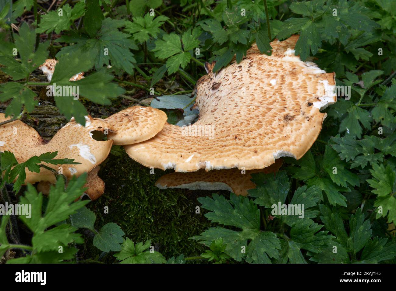 Nicht identifizierter Bracket-Pilz auf altem Sycamore-Baumstumpf. Um 900ft Uhr in North Yorkshire Stockfoto