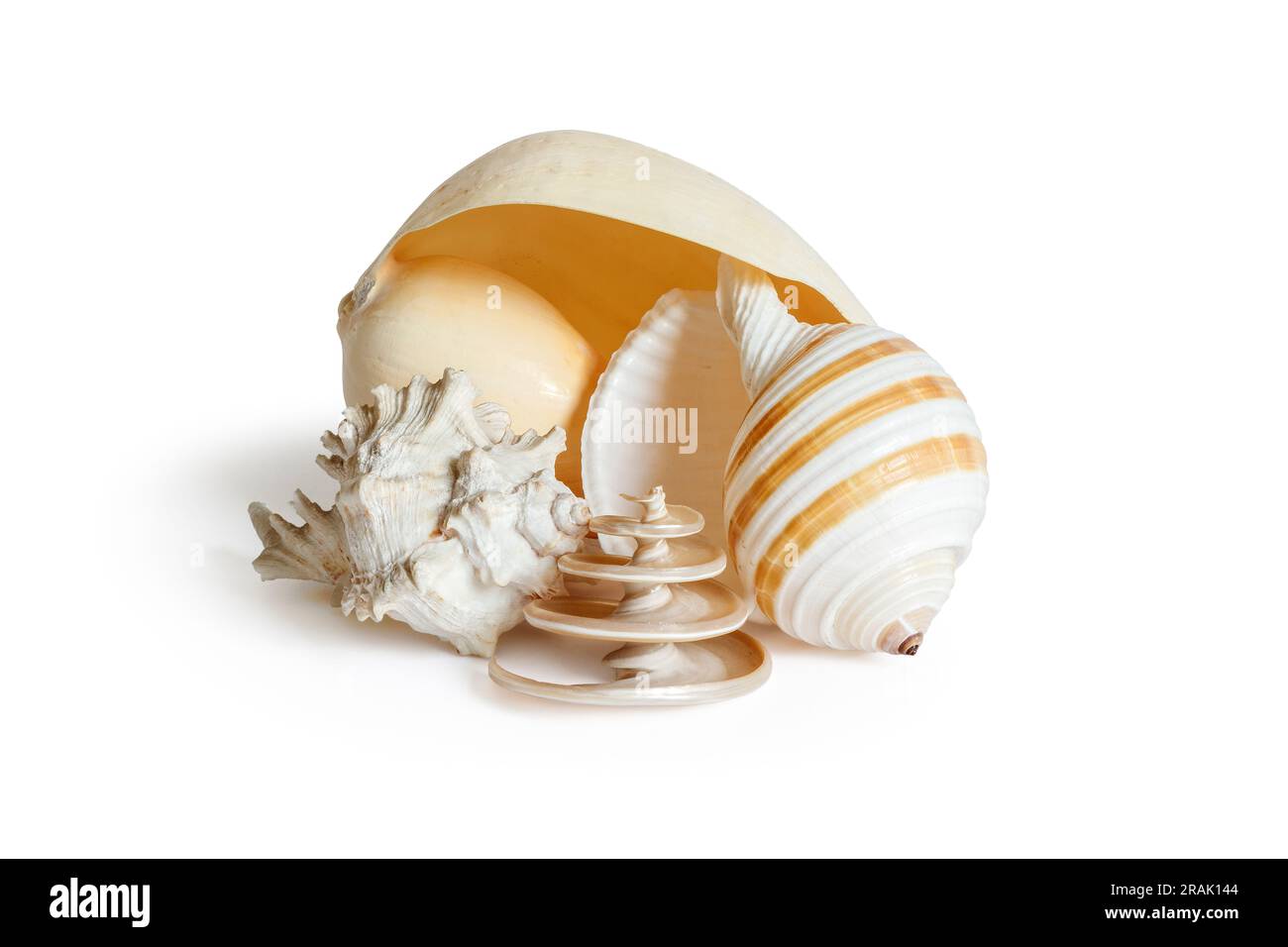 Eine Gruppe von vier Muscheln, isoliert vor weißem Hintergrund Stockfoto