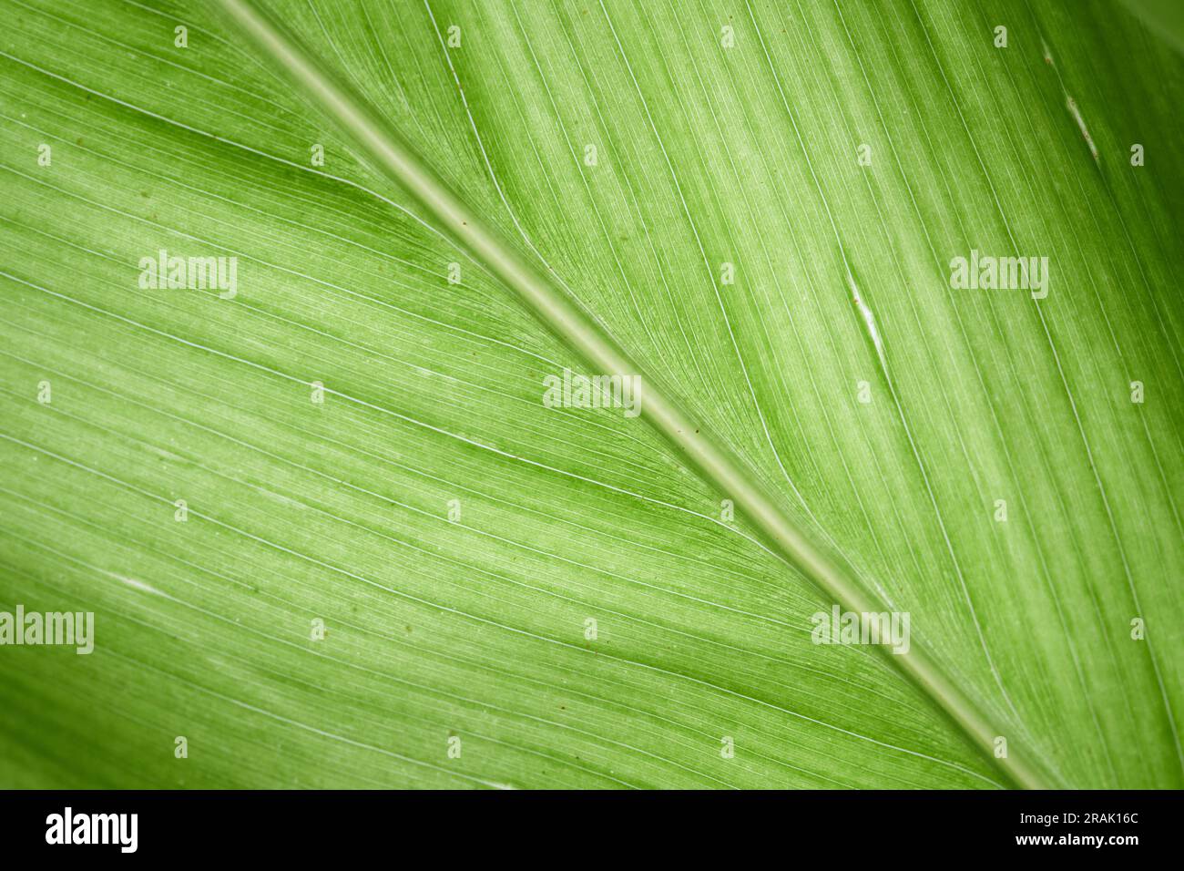Grünes Blatt und Venen Texturhintergrund, Makrofoto grünes Leaf Stockfoto